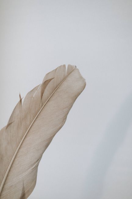 Delicate beige natural bird feather against while background with soft texture in daytime