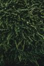 Lush green leaves of Lonicera nitida plant growing in park