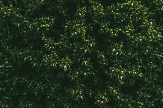 Close-up of boxwood shrub showing vibrant green foliage in natural daylight.