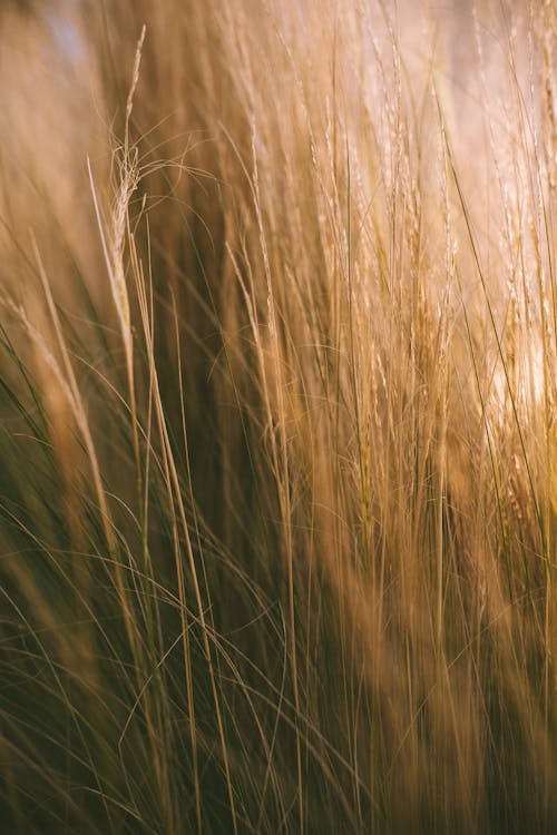 Thin delicate tall golden grass spikes growing in meadow on sunny day in countryside