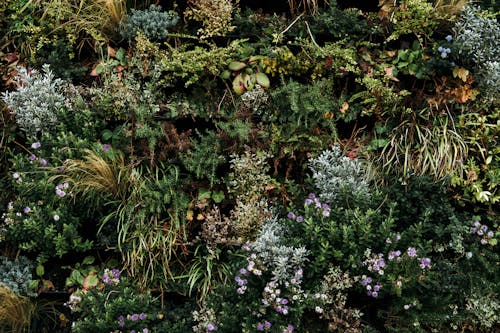 From above of various wildflowers and plants growing on green meadow on sunny day