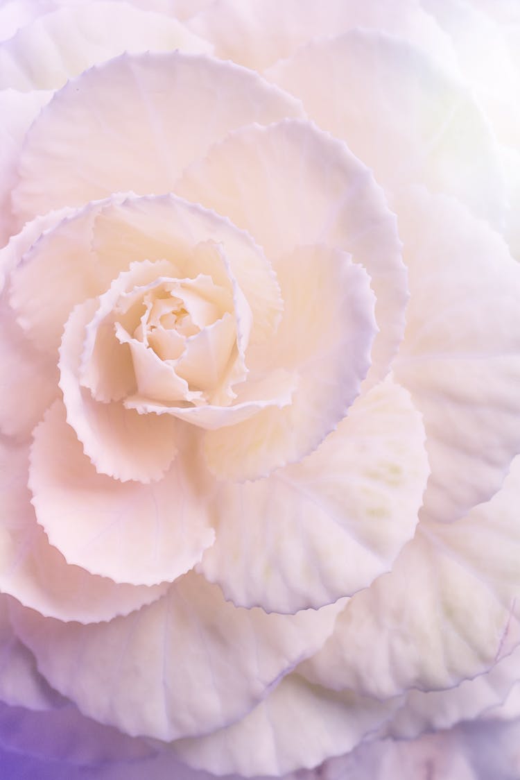 Elegant Fragrant Begonia Tuberhybrida Flower With Gentle Petals