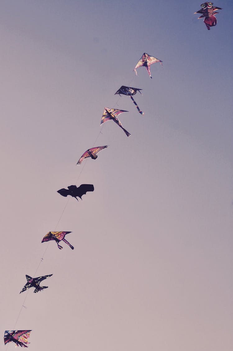 Kites Flying In The Sky