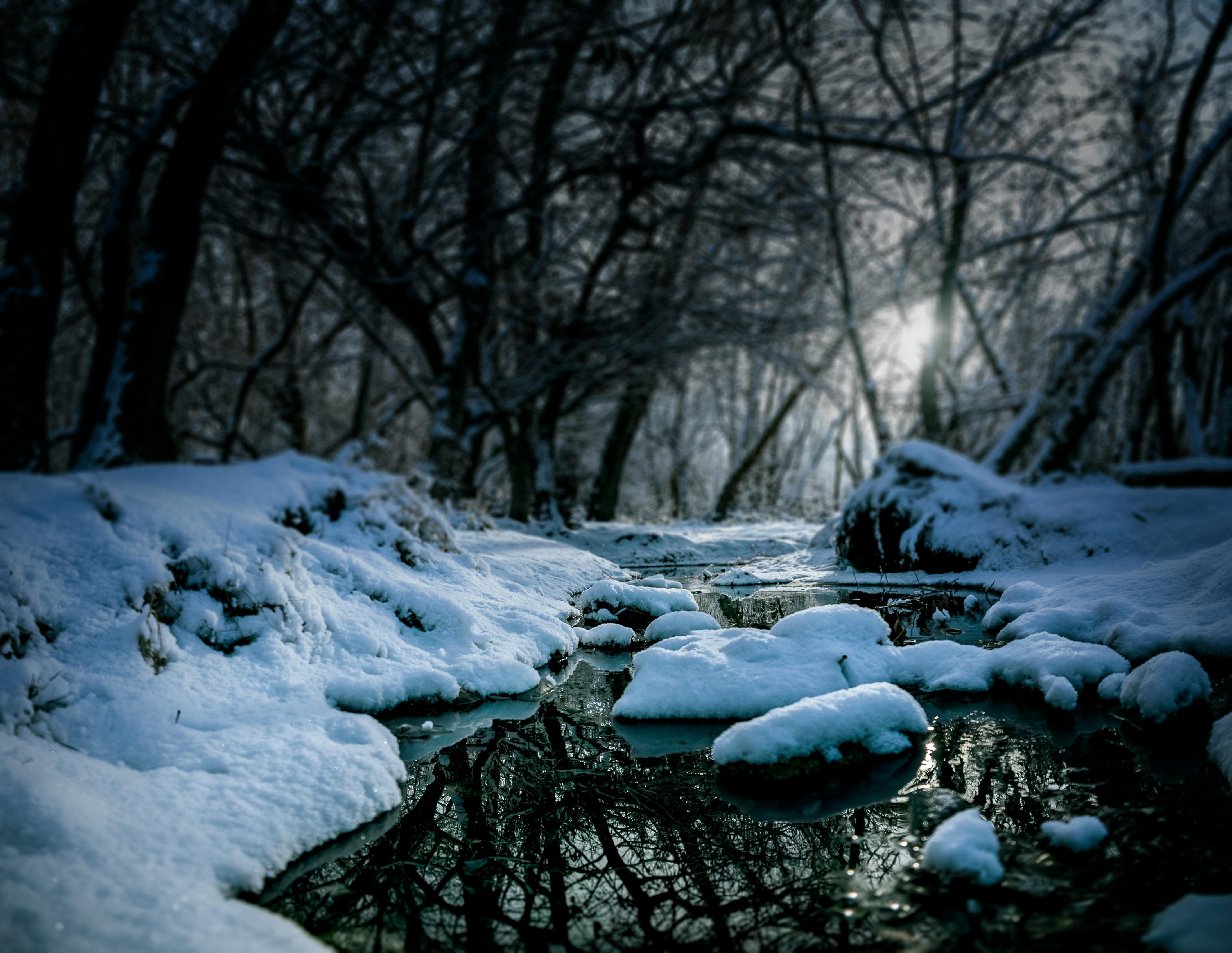 Melting Snow in the Forest · Free Stock Photo