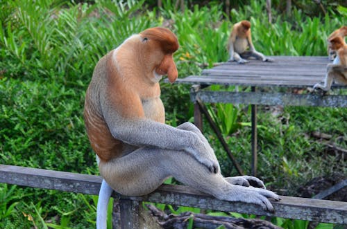 Free Brown Gray Primate Stock Photo