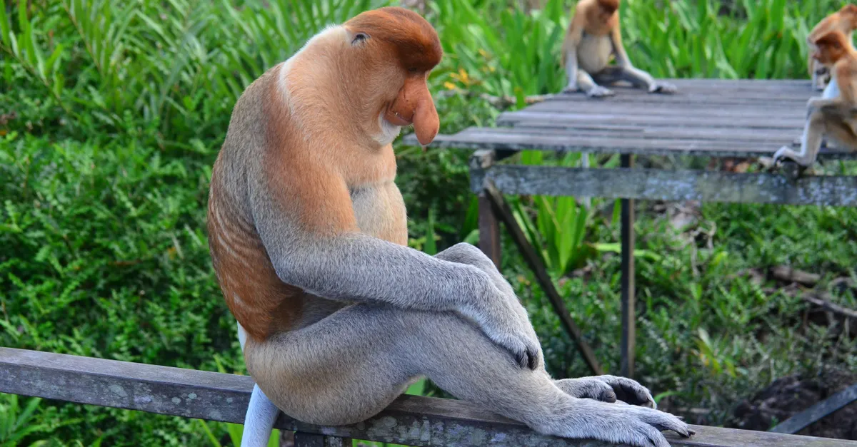 Groupe de singes nasiques dans les arbres des mangroves