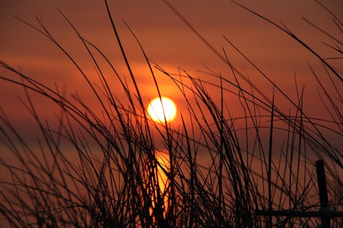 Free Silhouette of a Grass during Sunset Stock Photo