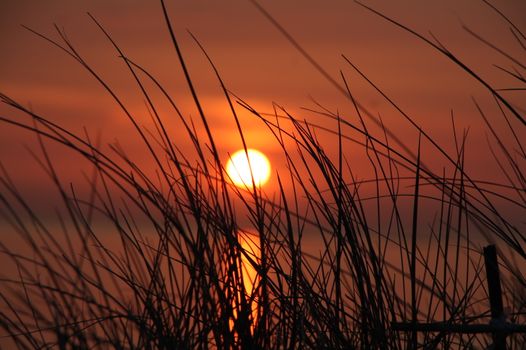 Peaceful sunset with grass silhouettes and golden sky reflection over water.