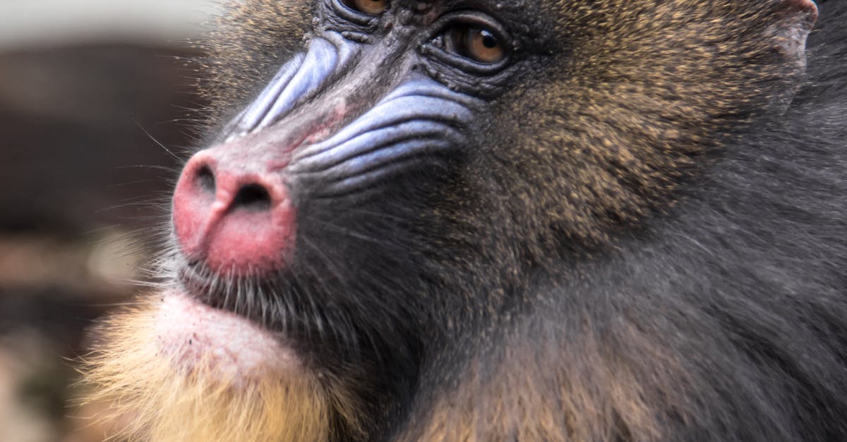 Free stock photo of animal, animal photography, baboon