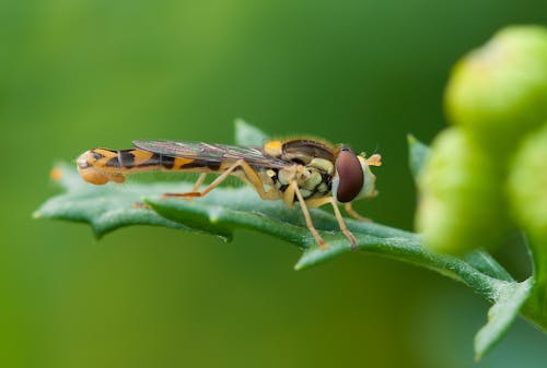 Brown and Yellow Robber Fly Perched on Green Leaf during Daytime