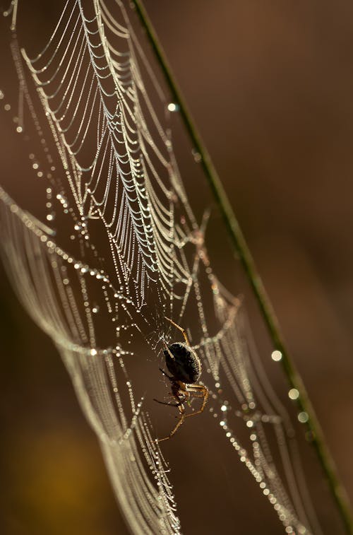 бесплатная Коричневый и черный паук, висящий на белой паутине Стоковое фото