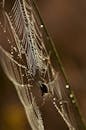 一只蜘蛛坐在露珠网上，在户外环境中捕捉到错综复杂的细节