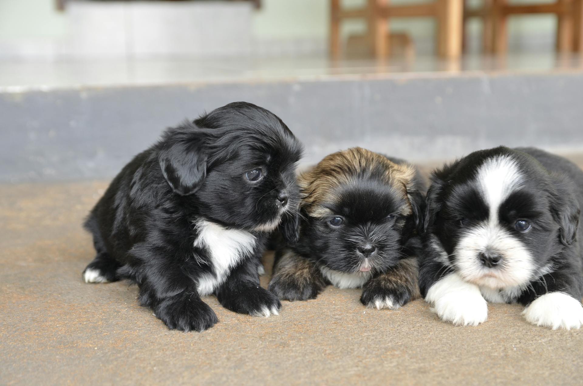 Three Cute Puppies Resting Together