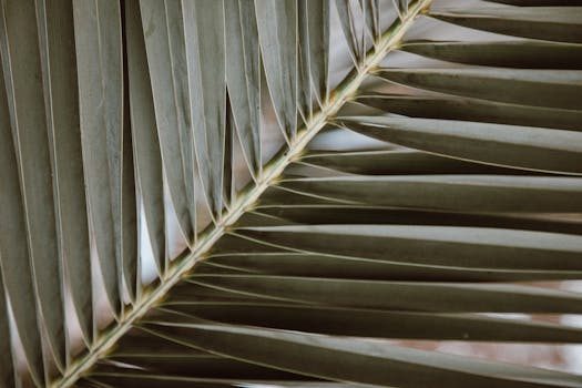 Detailed close-up of a vibrant green palm leaf showcasing natural texture and pattern.