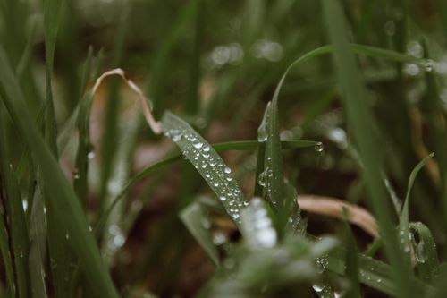 Free Macro shot of dewdrops on green grass blades, capturing nature's fresh morning beauty. Stock Photo
