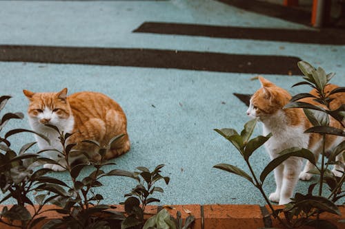 Cats on Concrete Floor Behind Plants