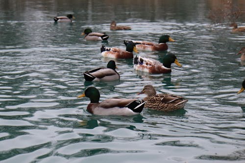 Free stock photo of animal, body of water, duck Stock Photo