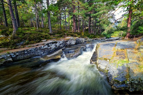 Cascadas De Agua En Medio Del Bosque