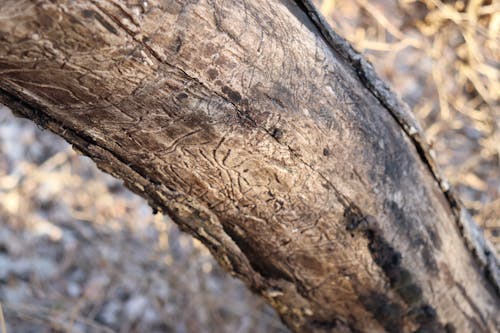 Free stock photo of dead nature, dead tree, termite Stock Photo