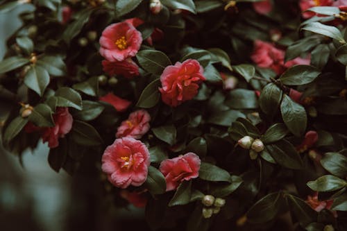 Gratuit Photos gratuites de arbuste, bourgeons de fleurs, camélia Photos