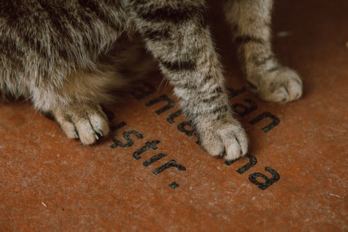Free Paws of a Tabby Cat Stock Photo