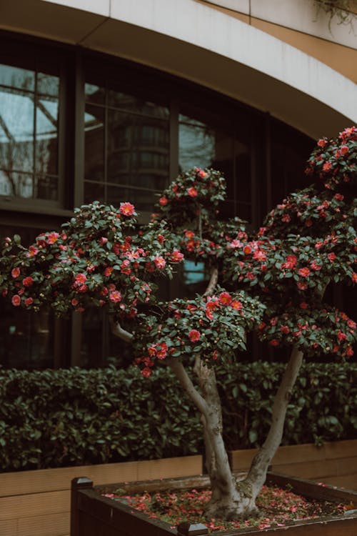 Free Potted Flowering Plant in Front of a Building Stock Photo