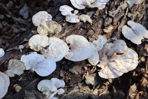 Free stock photo of forest mushroom, mushroom, mushrooms Stock Photo