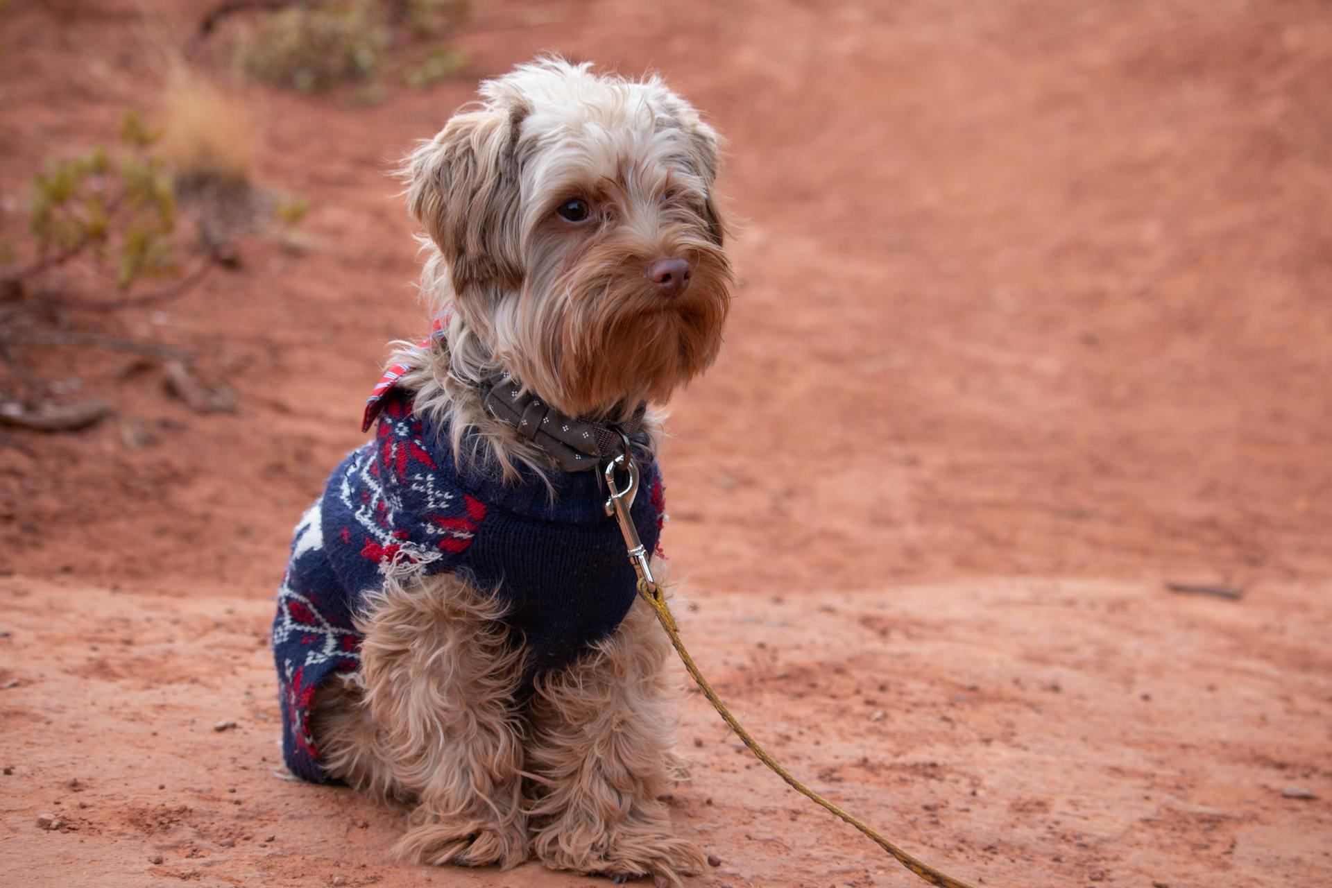 Close-Up Photo of a Yorkshire Terrier Sitting on the Ground