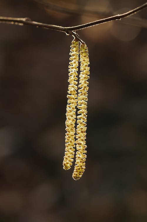 Δωρεάν στοκ φωτογραφιών με bokeh, γκρο πλαν, ελαφρύς