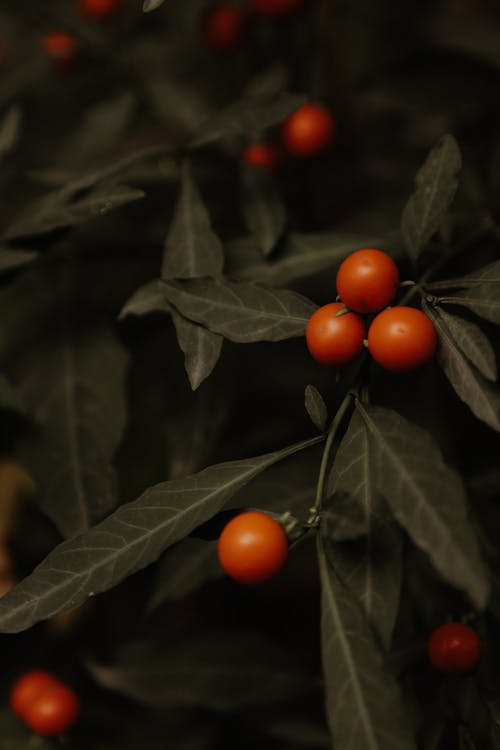 Free Close-Up Photo of Green Leaves with Cherry Tomatoes Stock Photo