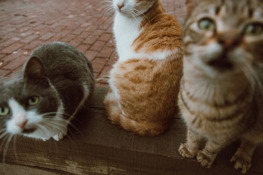 Socializing Cats with Fear Aggression
