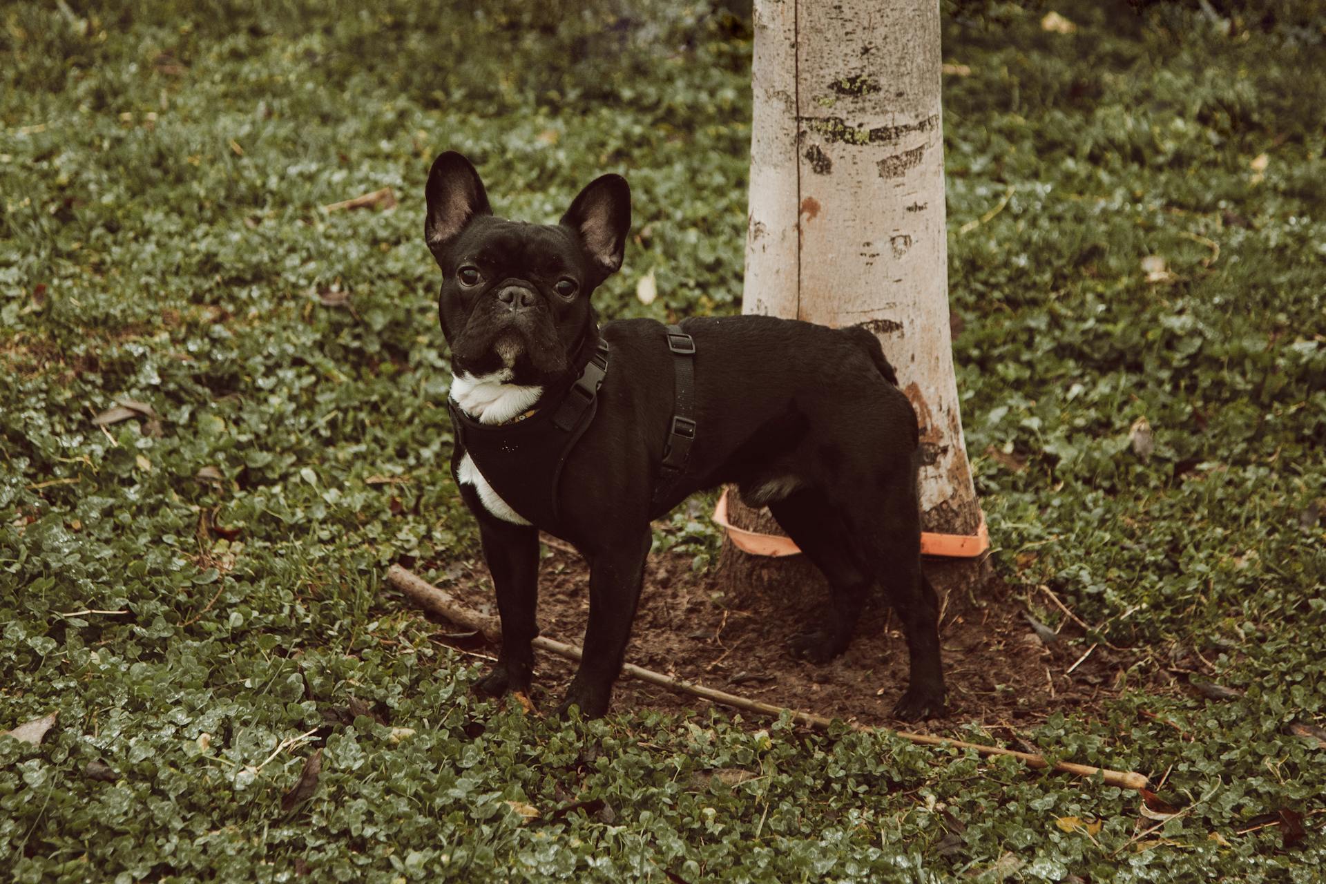 Un bouledogue français dans l'herbe verte