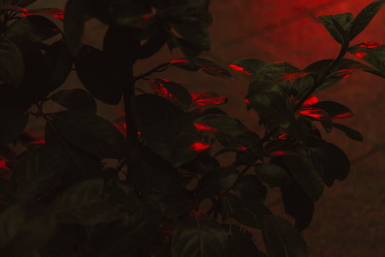 Red Light Illuminating The Plant Leaves