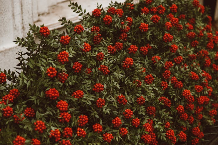 Cranberry Plant With Fruits 