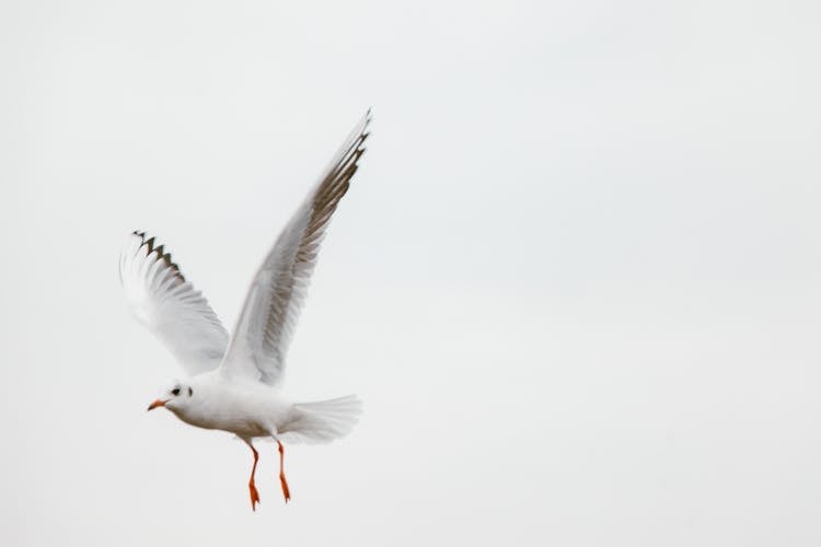 White And Black Bird Flying