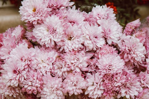 Gratis stockfoto met bloeiend, bloemblaadjes, bloemen