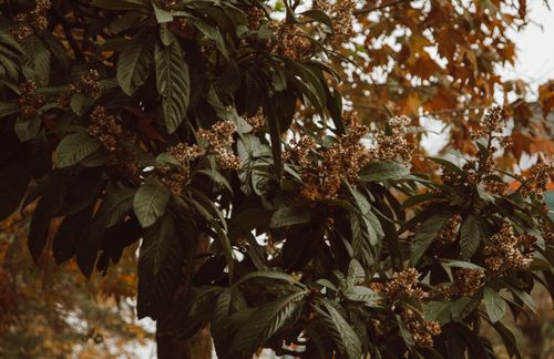 Free Close-up of branches with green leaves and blossoming flowers in a lush setting. Stock Photo