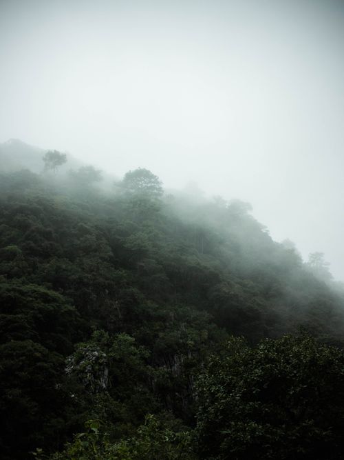 Free A foggy forested mountain in Hidalgo, Mexico, showcasing mist and dense greenery. Stock Photo