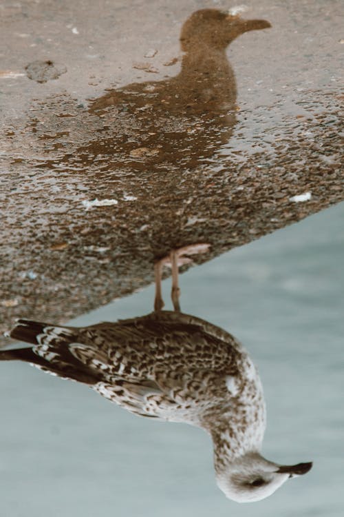 Gratis stockfoto met aviaire, beest, dieren in het wild