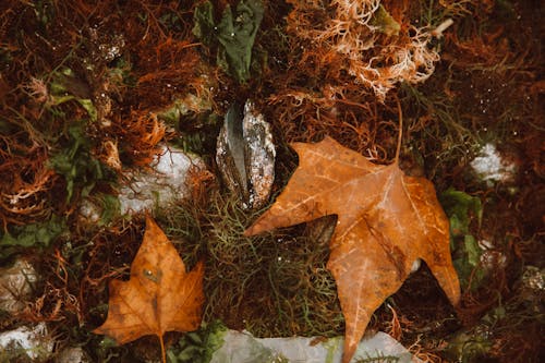 Brown Dried Maple Leaves on Ground