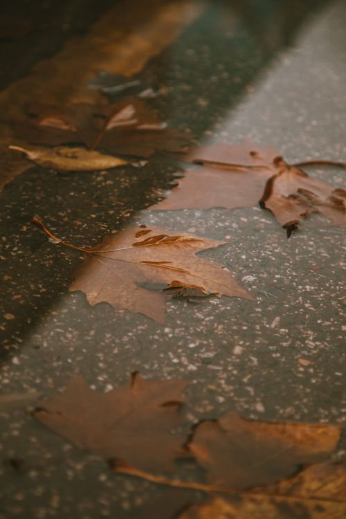 Free Close-up of fallen maple leaves in a puddle on a wet road after rain. Stock Photo