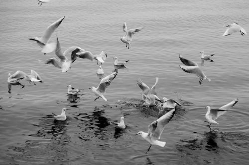 Free A flock of seagulls gracefully flying over a serene lake in black and white. Stock Photo