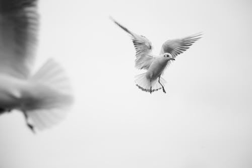 Flying Seagull Flapping Its Wings