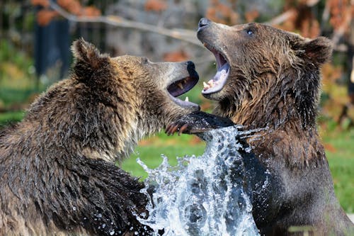2 черных бурых медведя на водоеме