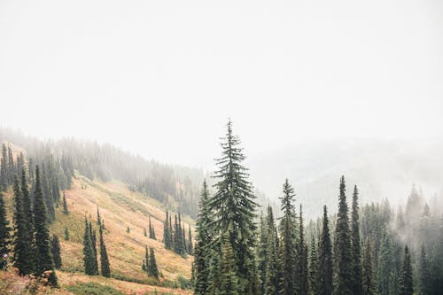 Безкоштовне стокове фото на тему «вічнозелений, гора, дерева» стокове фото
