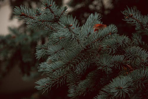 Free Spike Leaves of a Fir Tree Stock Photo