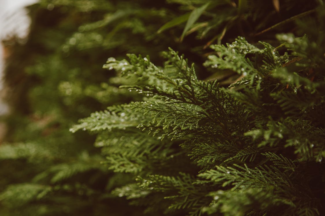 An image of green Thuja tree leaves in close-up photography