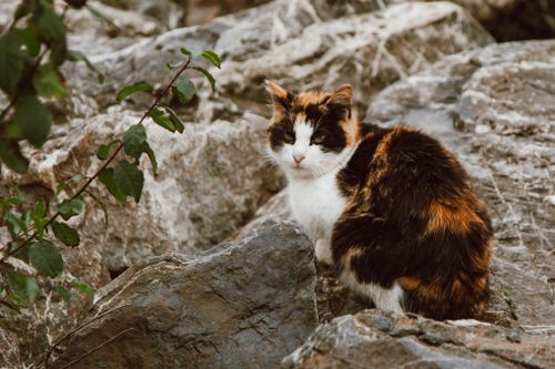 Free A calico cat sits calmly on rocks, surrounded by green foliage. Stock Photo
