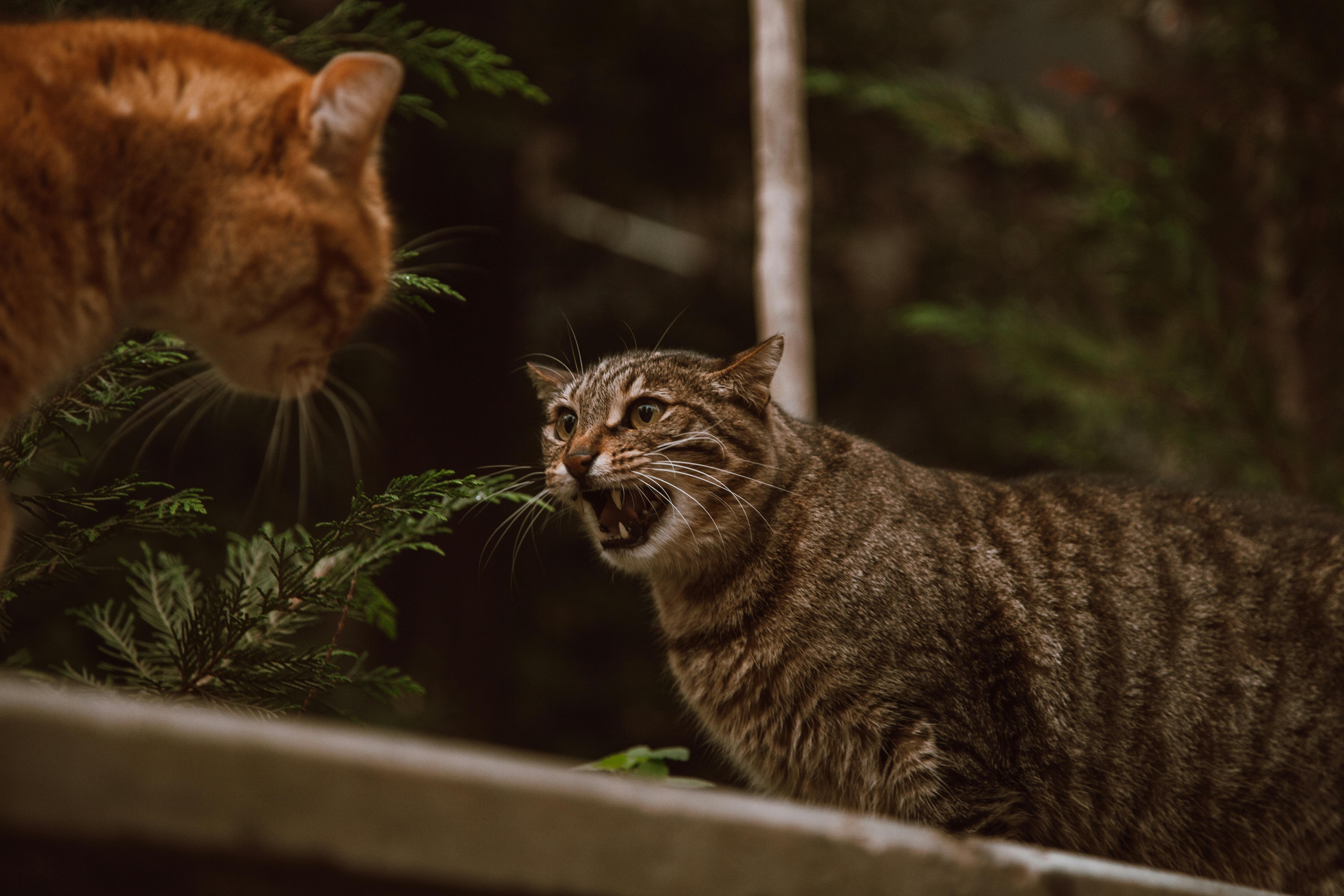 cats on fighting stance