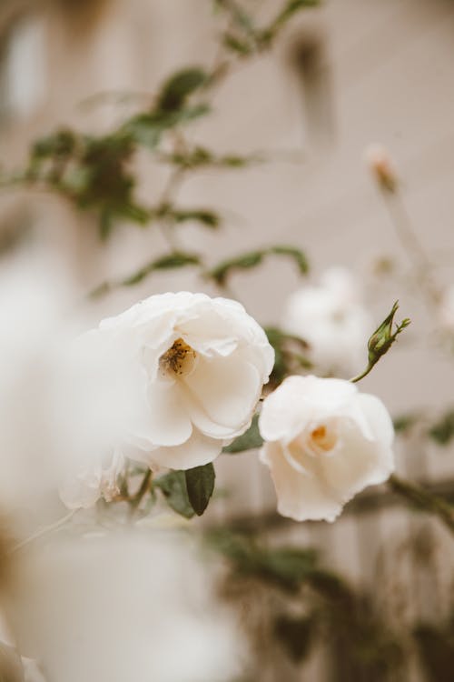 White Roses in Bloom 